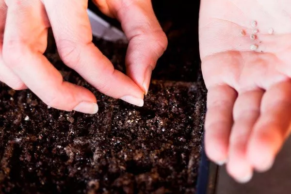 Посев семян и уход за рассадой