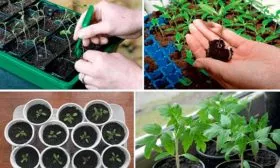 Посев семян и уход за рассадой