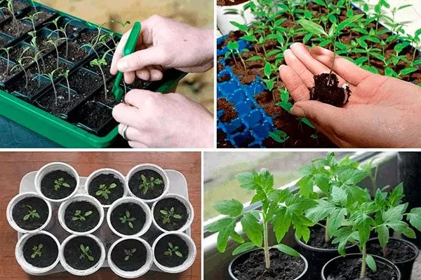 Посев семян и уход за рассадой