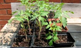 Посев семян и уход за рассадой2