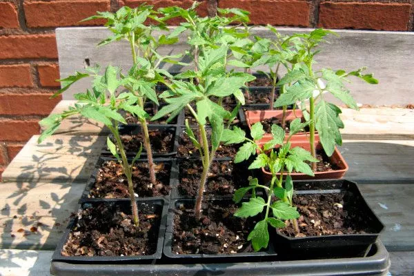 Посев семян и уход за рассадой2