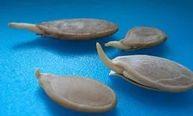 Посев семян и закаливание