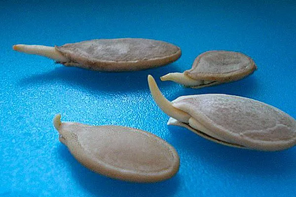 Посев семян и закаливание