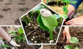 Посев семян и закаливание