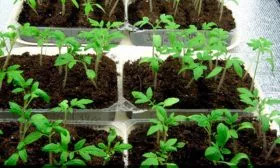 Правила посадки и посева