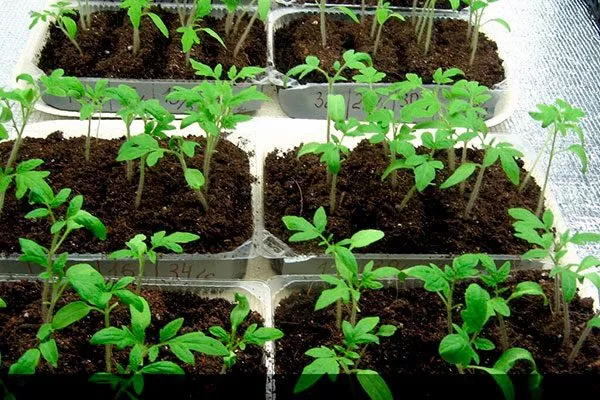 Правила посадки и посева