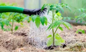 Правила ухода за Бони ММ