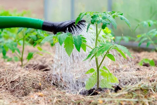 Правила ухода за Бони ММ