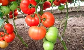 Основные характеристики