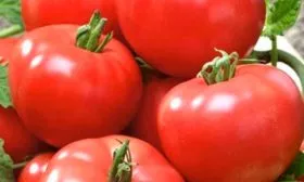 Продуктивность, время созревания