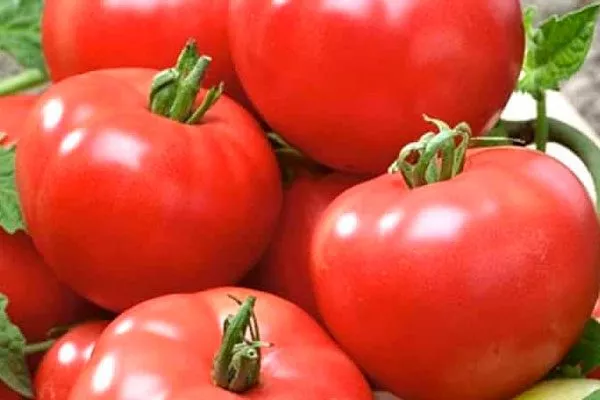 Продуктивность, время созревания