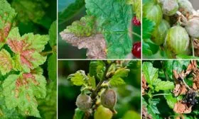 Профилактика болезней и вредителей