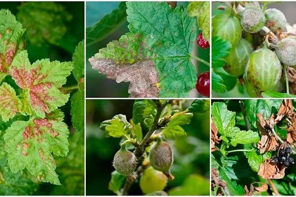 Профилактика болезней и вредителей