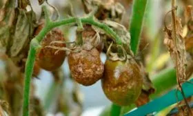 Профилактика болезней и вредителей