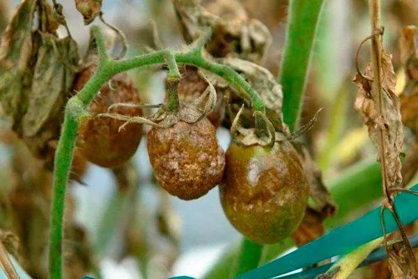 Профилактика болезней и вредителей