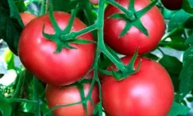 Происхождение сорта, описание куста и плодов