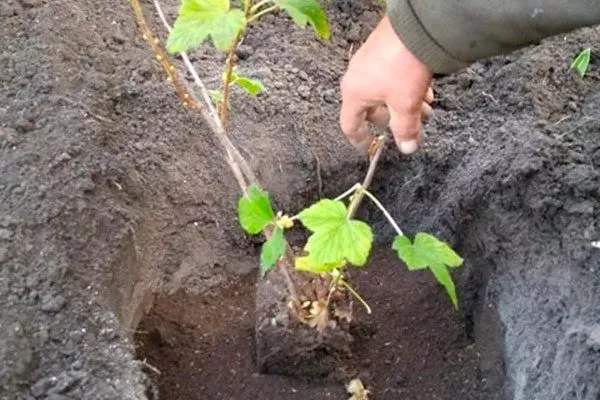 Процесс высадки