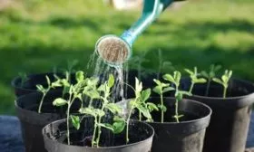 уход за рассадой томатов