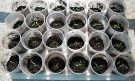 Подготовительный этап и посев