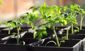 выращивание рассады томатов