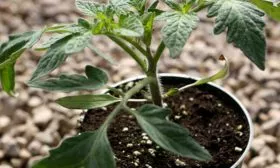 Рассадный метод