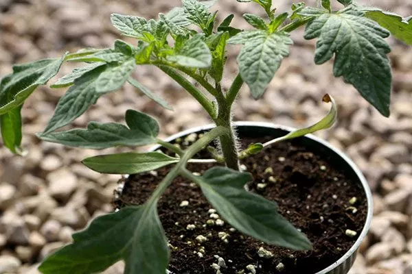 Рассадный метод