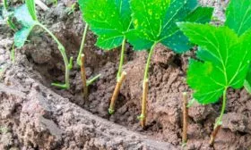 Размножение смородины