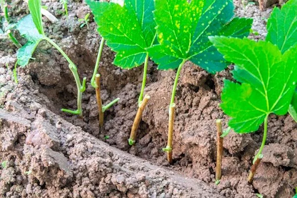 Размножение смородины