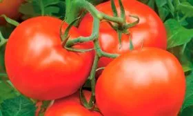 Кто и когда вывел томат Бобкат