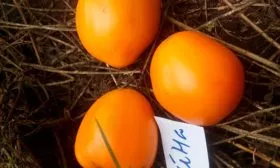 История происхождения