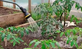 Режим полива