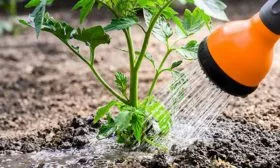 Режим полива томатов