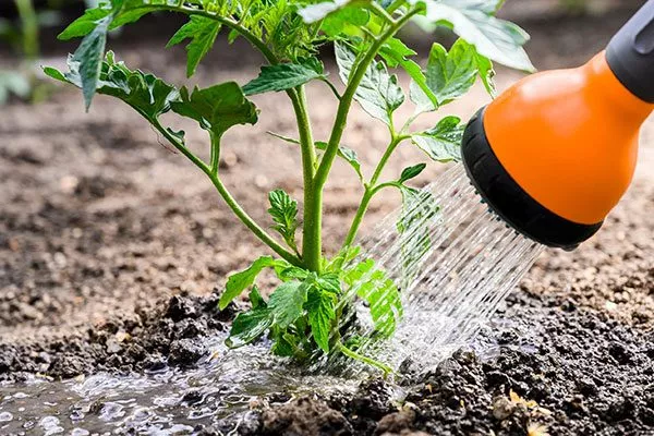 Режим полива томатов