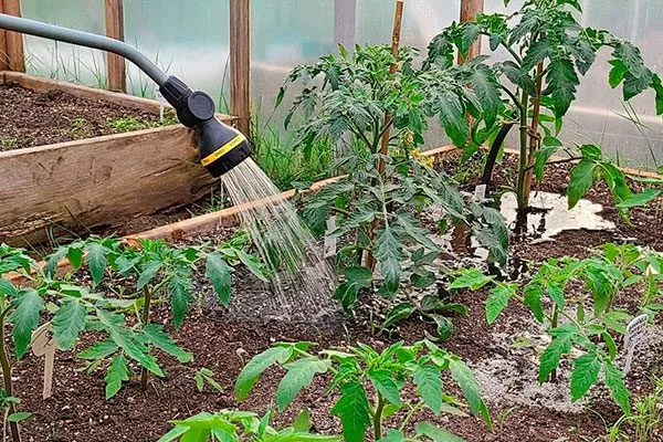 Режим полива