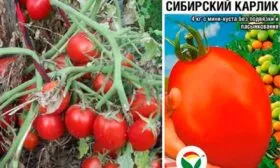 Описание куста и плодов