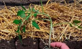 Рыхление и мульчирование