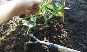 Рыхление и прополка