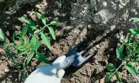 Рыхление и прополка