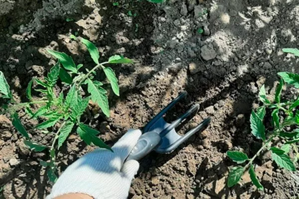 Рыхление и прополка