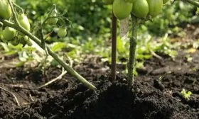 Рыхление томатов