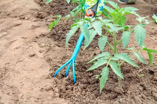 Полив и рыхление