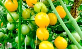 Саммер Сан F1 (Summer Sun F1)