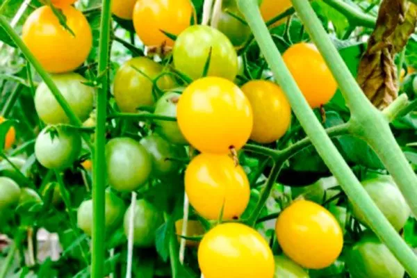 Саммер Сан F1 (Summer Sun F1)