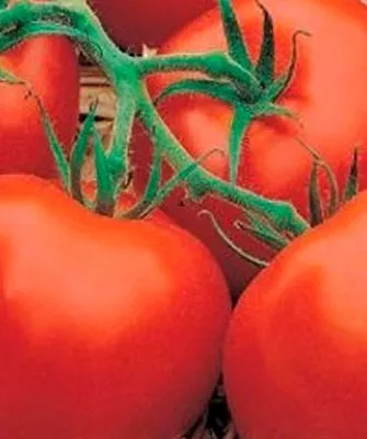 Плоды, их вкусовые качества и назначение