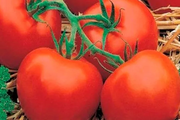 Плоды, их вкусовые качества и назначение