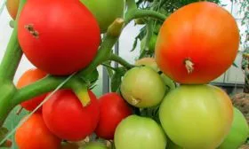 Сбор и хранение урожая томатов Удача