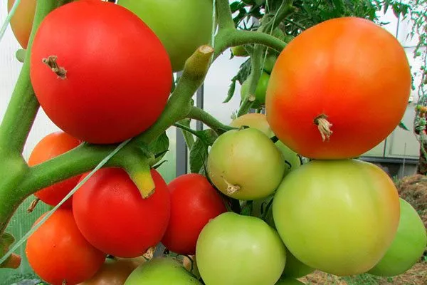 Сбор и хранение урожая томатов Удача