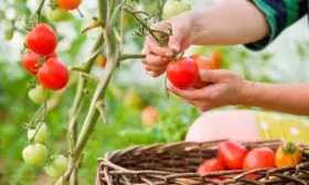 Сбор урожая и хранение