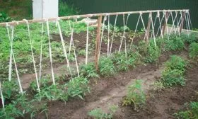 Подвязка и формирование