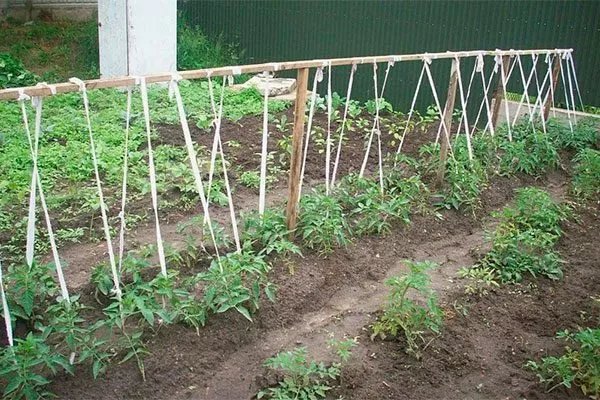 Подвязка и формирование